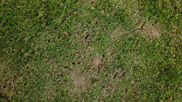 Bills’ initial grass field had “major deformations”